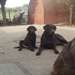 reste 2 loulous  males  chiot type labrador