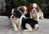Adorable chiot cavalier king charles