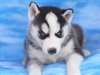 Chiots type siberian husky