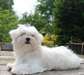 beaux chiots maltais blanc