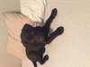 Labrador brun