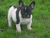 Jolie portée de chiots de type Bouledogue Français