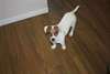 Beau petit mâle Jack Russell Terrier