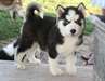 Des sublimes chiots siberien husky disponible