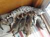 Chaton bengal disponible de couleur brown