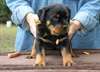 Jolie ROTTWEILLER Cute Male et Chiots FEMMES