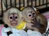 Belles singes capucins disponible pour les maisons - photo 1