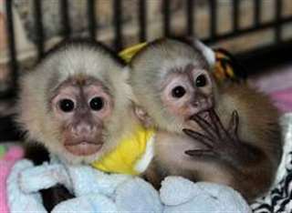 Belles singes capucins disponible pour les maisons