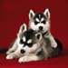 Des sublimes chiots siberien husky disponible