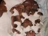 adorable chiots jack russell terrier - photo 1