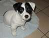 adorable chiots jack russell terrier - photo 2