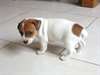 adorable chiots jack russell terrier - photo 3