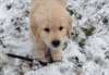 Chiots Golden Retriever pour adoption