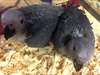 african greys timneh for sale