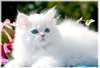 Tous Blanc Chaton persan pour adoption