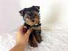 Yorkshire Terrier chiots
