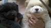 Chiot Chow Chow