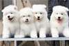 Chiots Samoyede Disponible