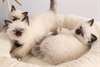 Chatons Sacre De Birmanie