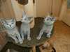Chatons Bleu Russe