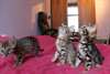 Chat De Race Bengal