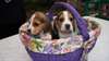 adorables chiots de type beagle disponibles - photo 1