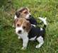 adorables chiots de type beagle disponibles - photo 2