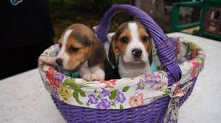 adorables chiots de type beagle disponibles