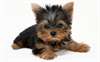Chiots Yorkshire Terrier Pure Race