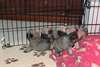 Chiots Carlin Disponible  de suite