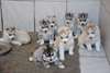 Chiots Husky Siberien