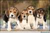 Chiots beagle disponible