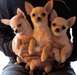 chiots chihuahua poils court 3 mois