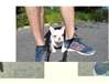 Chiots Bouledogues francais