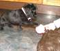 Chiots Labrador noirs et chocolat pour adoption