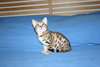 Magnifique chaton bengal (mâle)