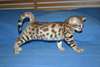 Magnifique chaton bengal (m&#226;le) - photo 2