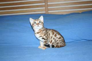 Magnifique chaton bengal (m&#226;le)