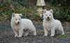 adorables chiots berger blanc suisse 12 semaines