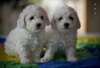 Chiots Bichon Frise