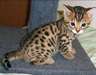 Chatons Bengal obéissants disponibles en adoption