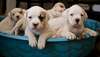 Tres Beau Chiots Bulldog Americain