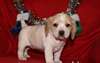 Deux Chiots Beagle Male & femelle