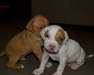 Chiots American Staffordshire Terrier