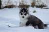 Magnifiques chiots husky siberien - photo 1