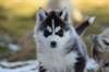 Magnifiques chiots husky siberien - photo 2