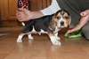Magnifiques chiots Beagle