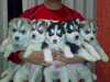 chiots Siberian Husky