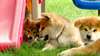 chiots  shiba inu