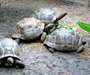 Aldabra tortues - photo 1